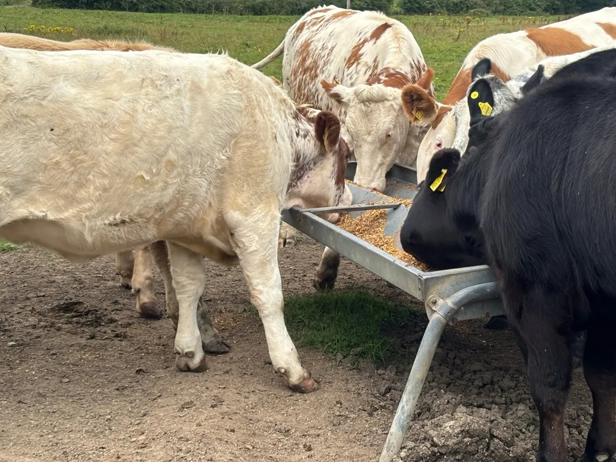 20 weanlings Carlow mart Monday 11th - Image 3