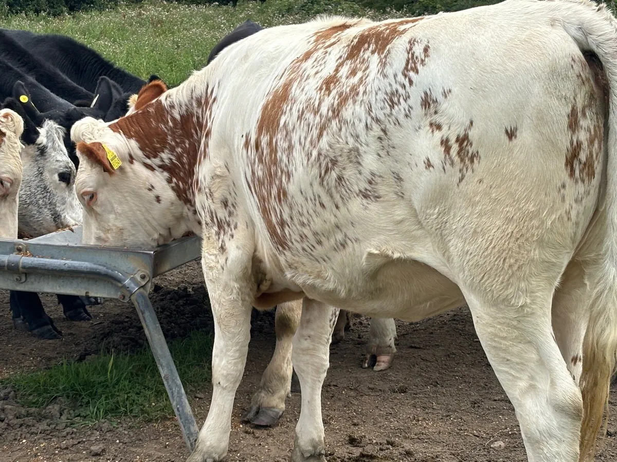 20 weanlings Carlow mart Monday 11th - Image 4