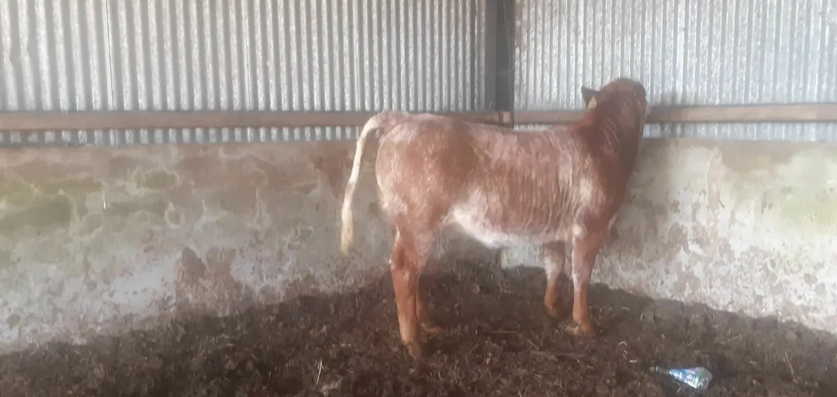 Maam Cross Monday cattle sale - Image 1