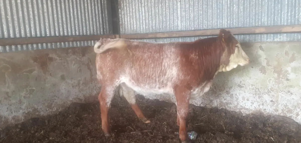 Maam Cross Monday cattle sale - Image 2
