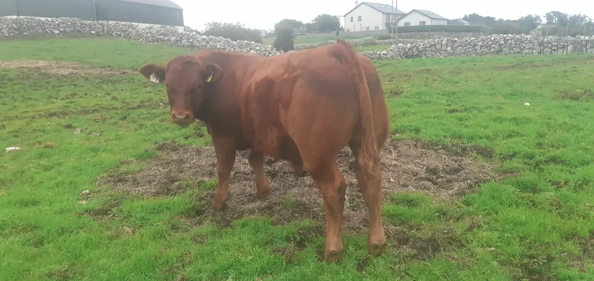 Maam Cross Monday cattle sale - Image 3