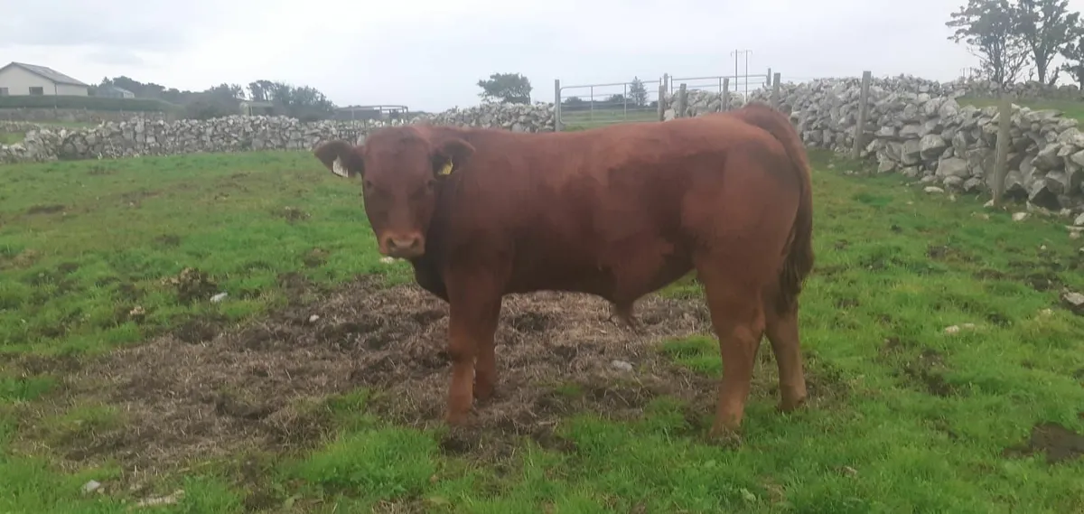 Maam Cross Monday cattle sale - Image 4