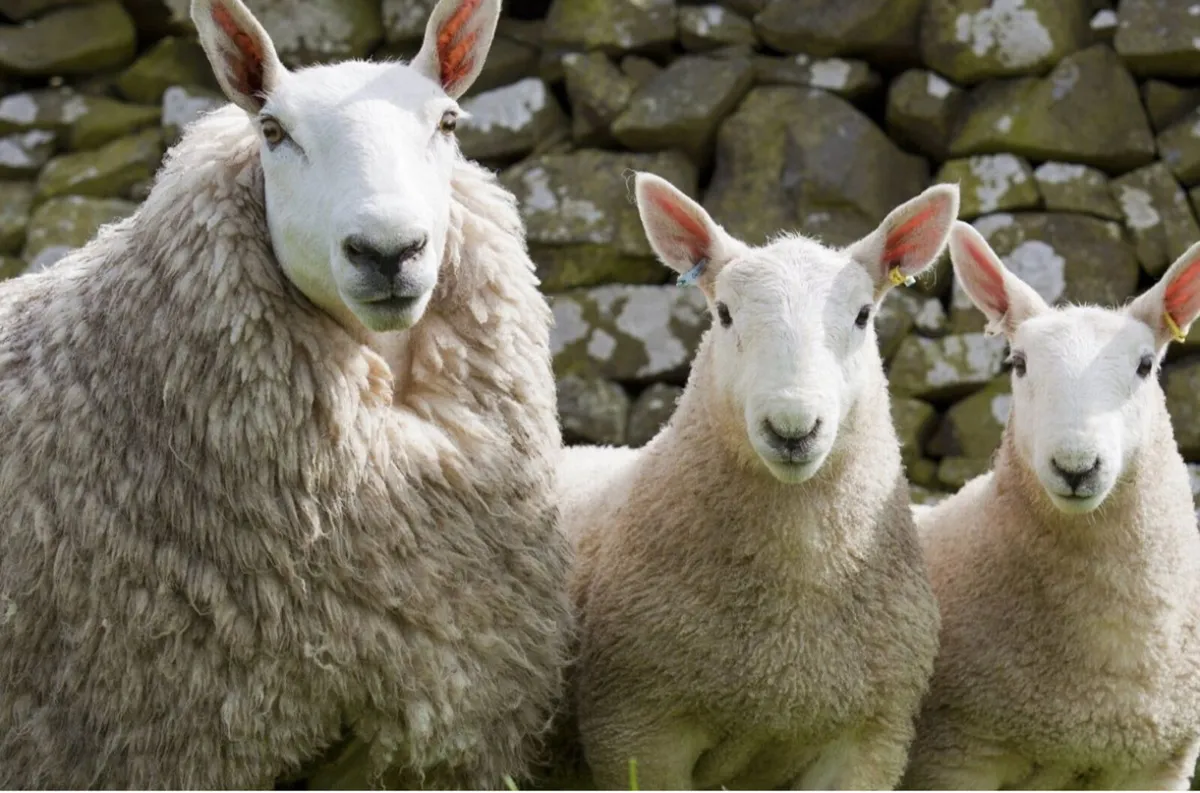 *Wanted* North county cheviot ewes