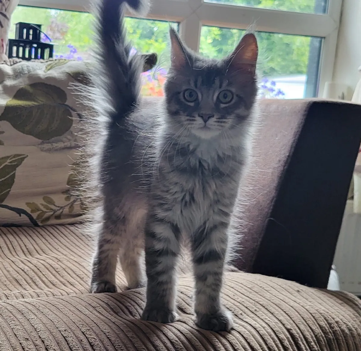 Loving Maine Coon Kitten - Image 1