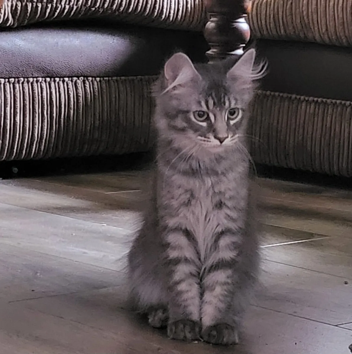 Loving Maine Coon Kitten - Image 2