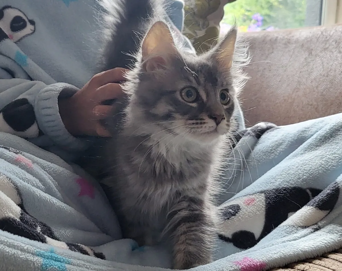 Loving Maine Coon Kitten - Image 3