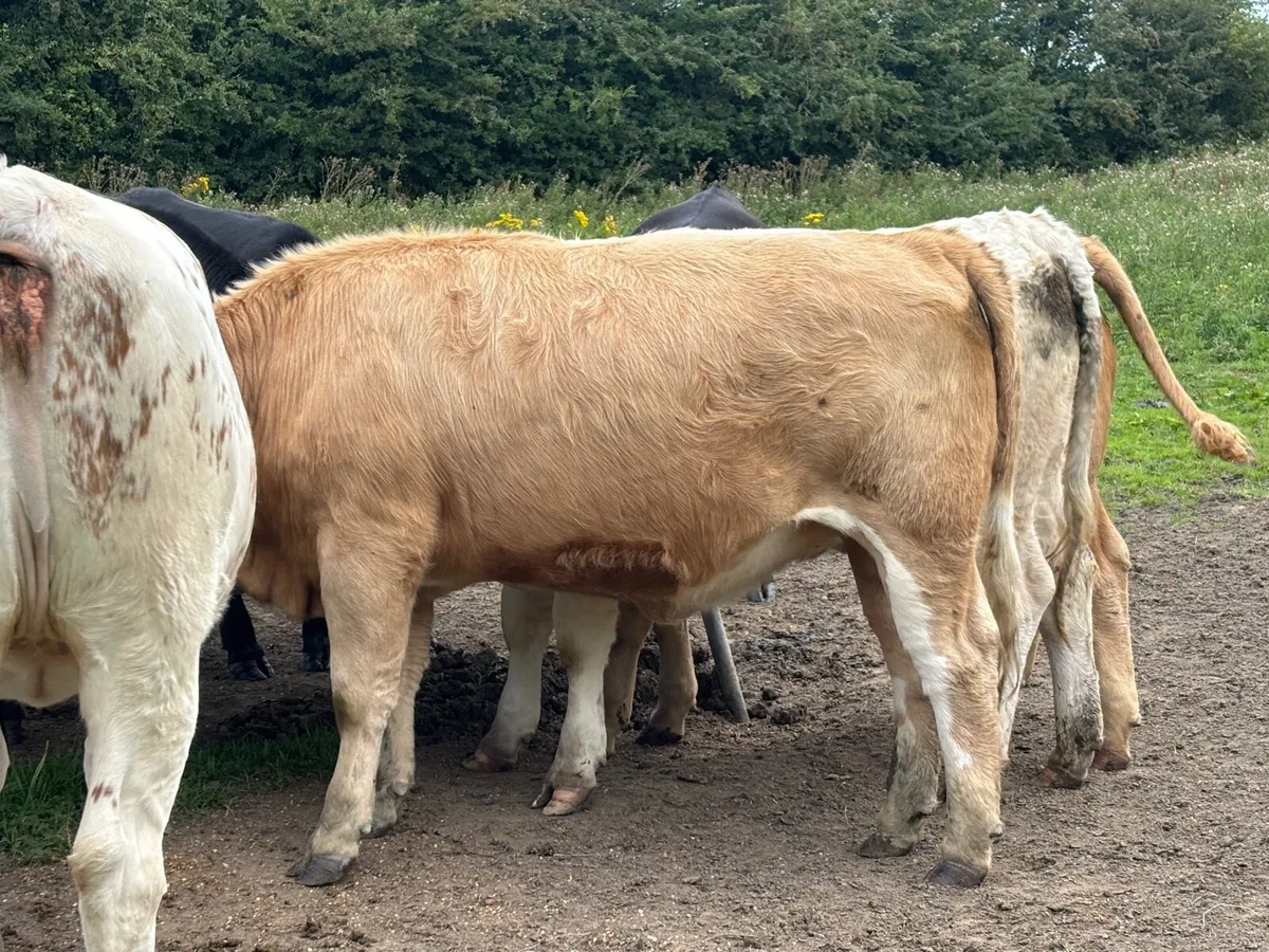 3 heifers Carlow mart Monday 18th - Image 3