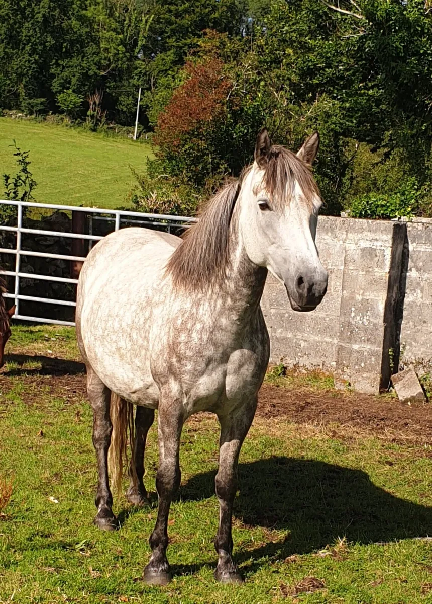 Connemara mare in foal - Image 1