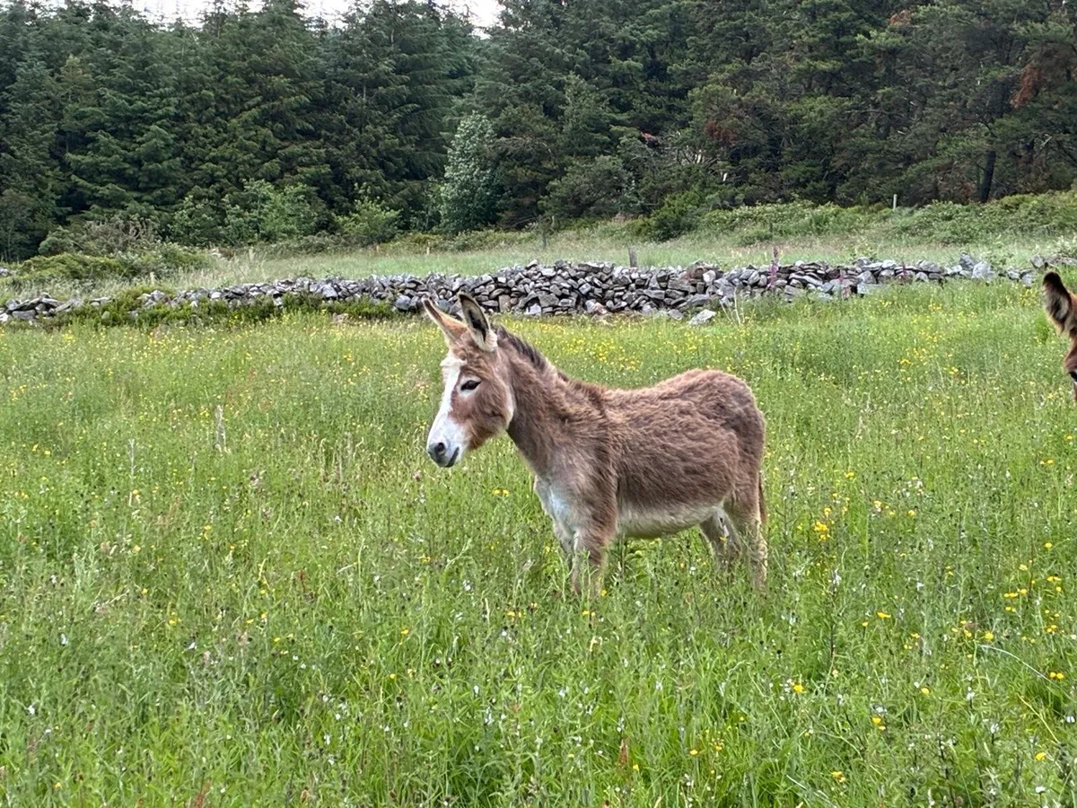 1 year old mare donkey - Image 1