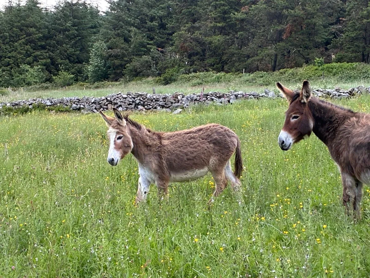 1 year old mare donkey - Image 2