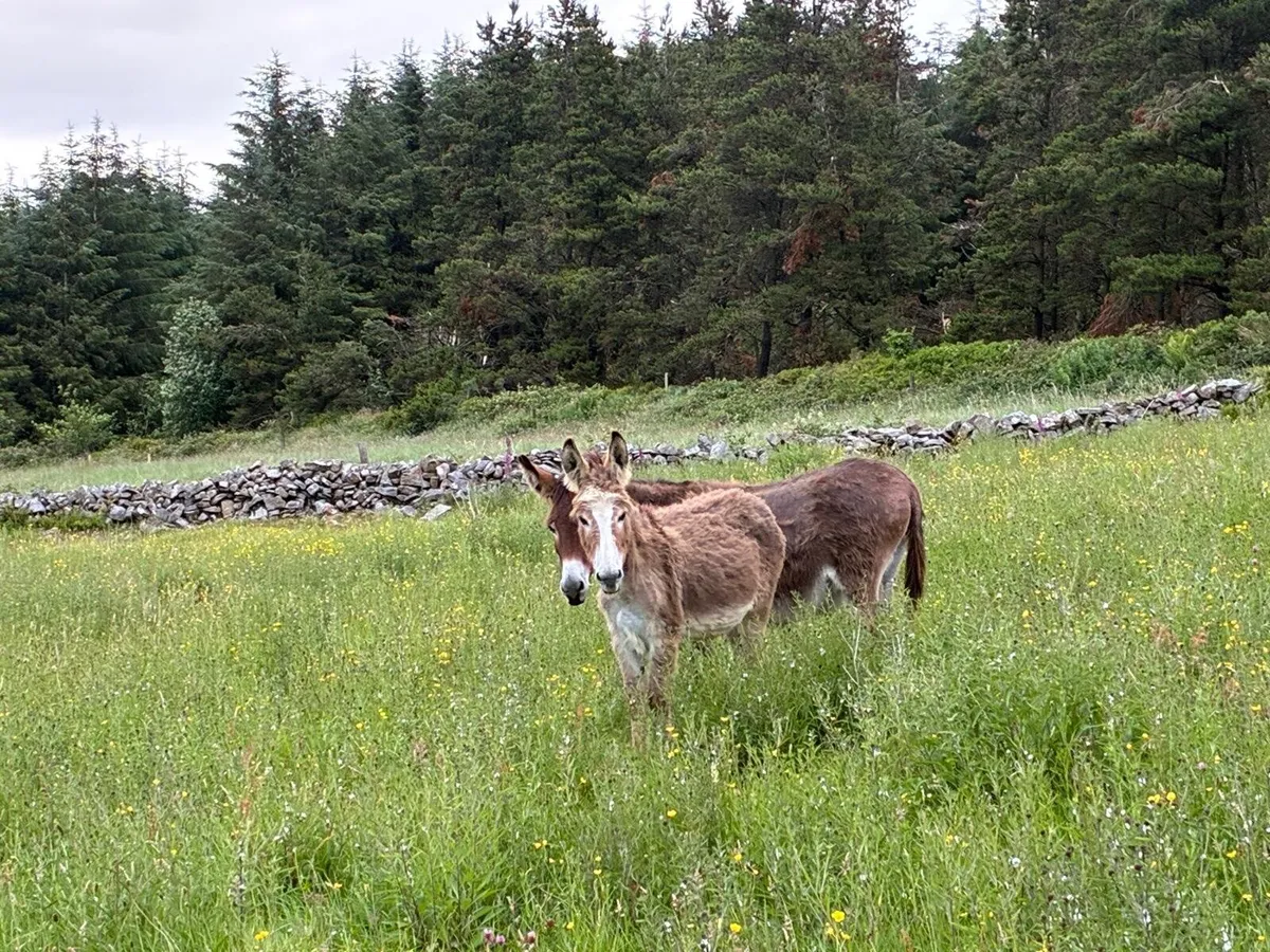 1 year old mare donkey - Image 3