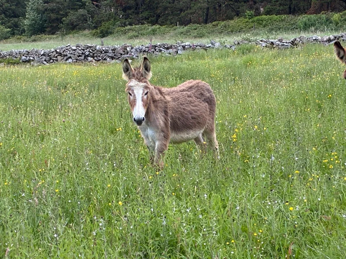 1 year old mare donkey - Image 4