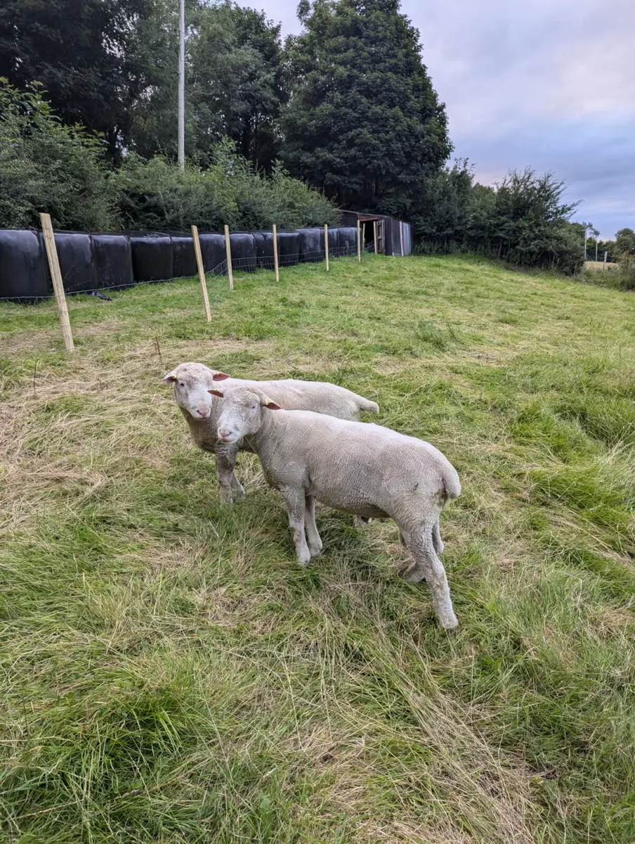 PBNR Dorset Rams - Image 1