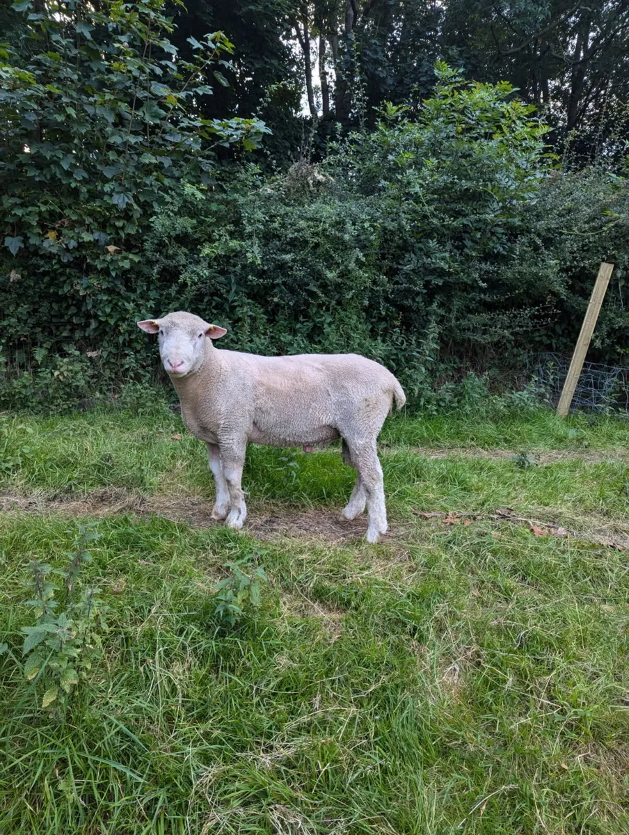 PBNR Dorset Rams - Image 2