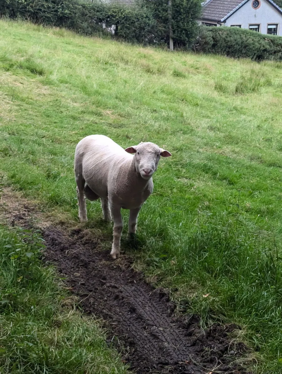 PBNR Dorset Rams - Image 3