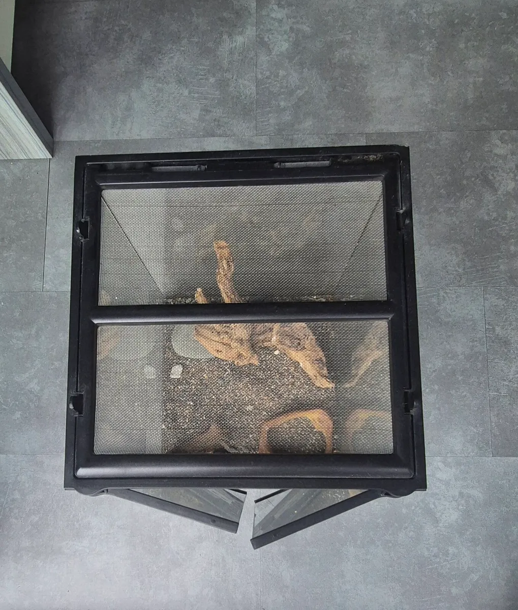 terrarium - Image 4
