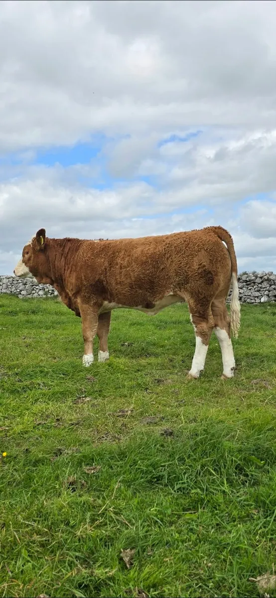 Top Quality 4 Star Purebred Simmental Heifer - Image 2