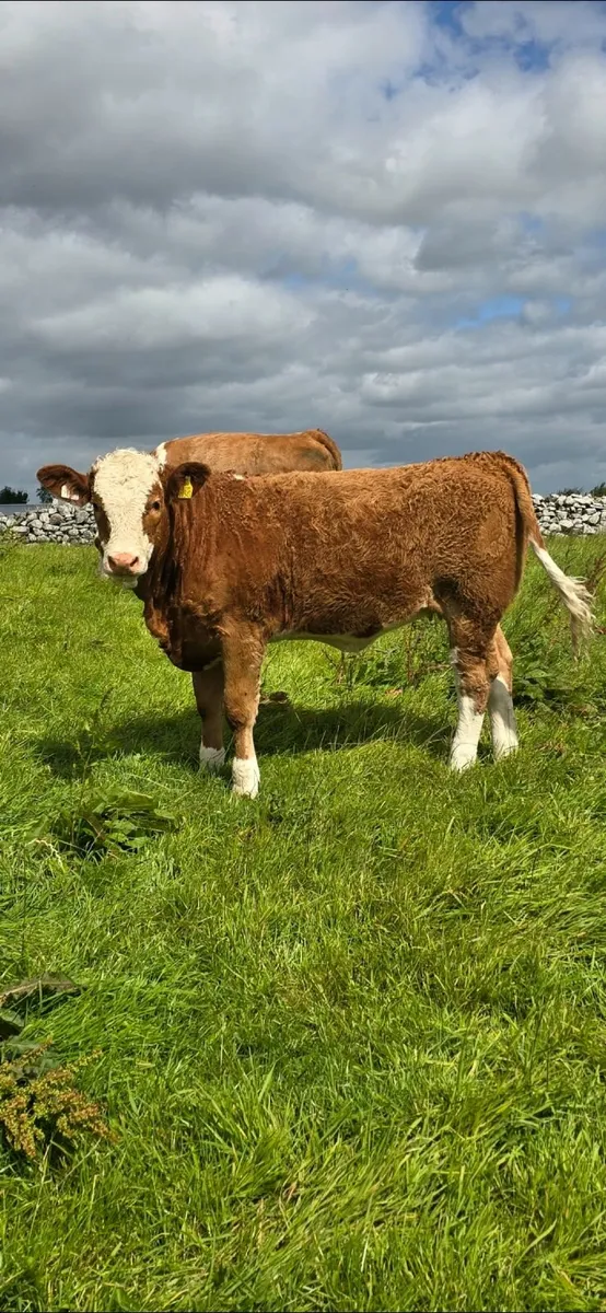 Top Quality 4 Star Purebred Simmental Heifer - Image 1