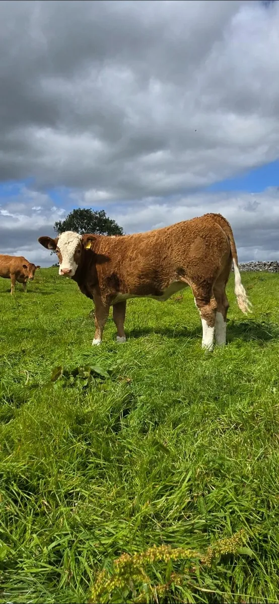 Top Quality 4 Star Purebred Simmental Heifer - Image 3