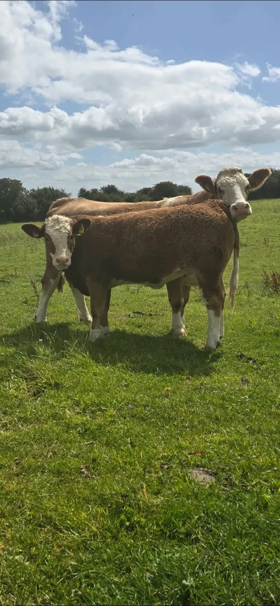 Top Quality 4 Star Purebred Simmental Heifer - Image 4