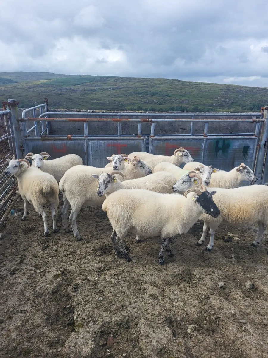 Organic Hoggets (full symbol) at macroom Mart - Image 1