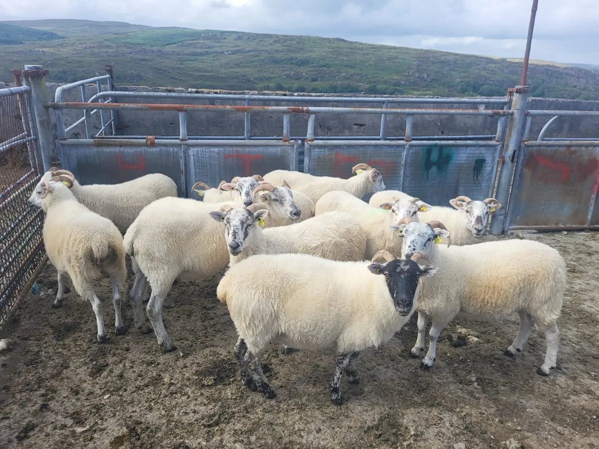 Organic Hoggets (full symbol) at macroom Mart - Image 3