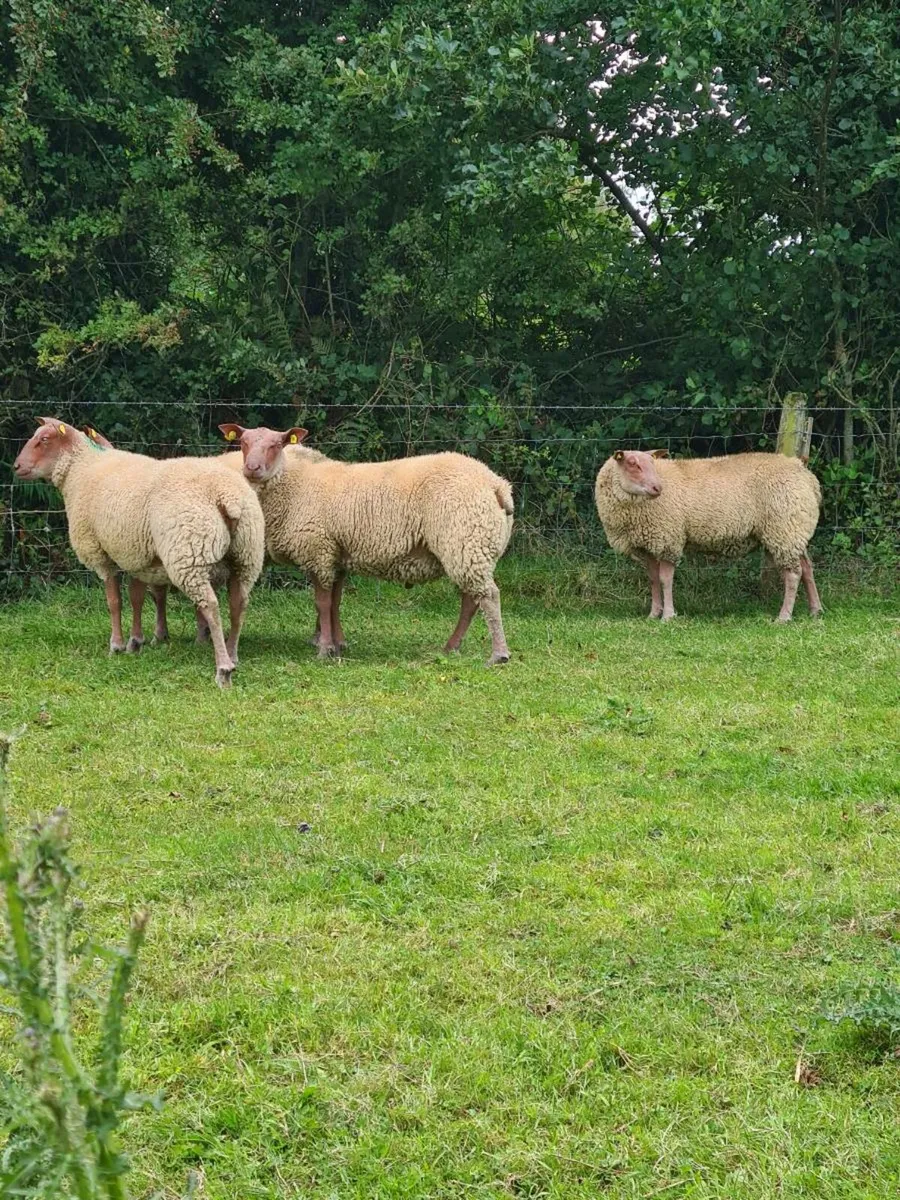 ★★★ SIS ROUGE RAMS ★★★ - Image 3