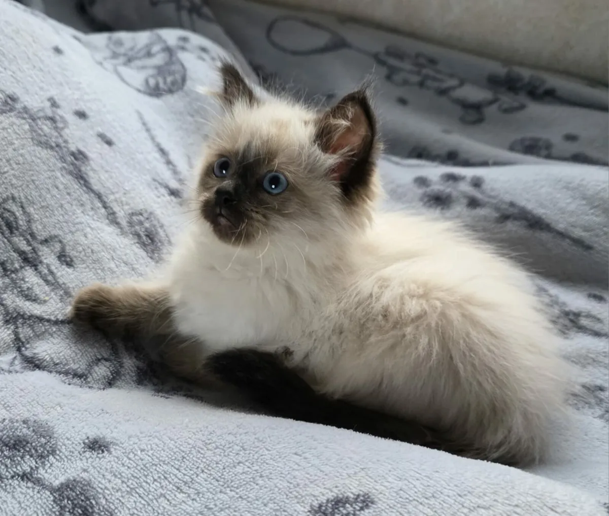 Ragdoll kittens - Image 4