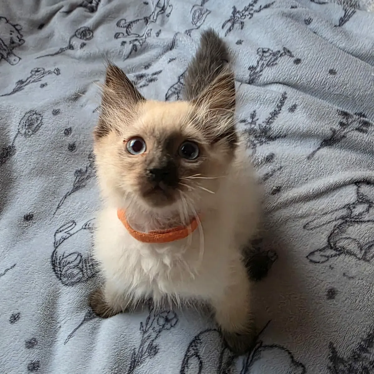 Ragdoll kittens - Image 2