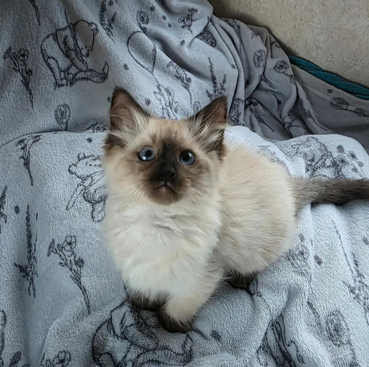 Ragdoll kittens - Image 3