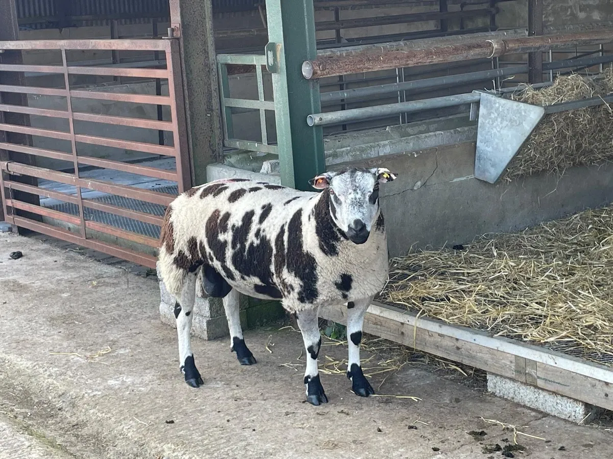 Dutch Spotted Sheep - Image 2
