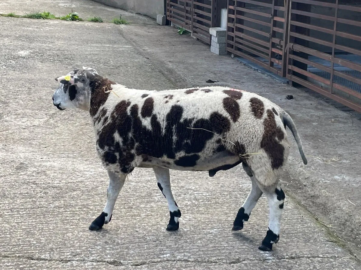 Dutch Spotted Sheep - Image 3