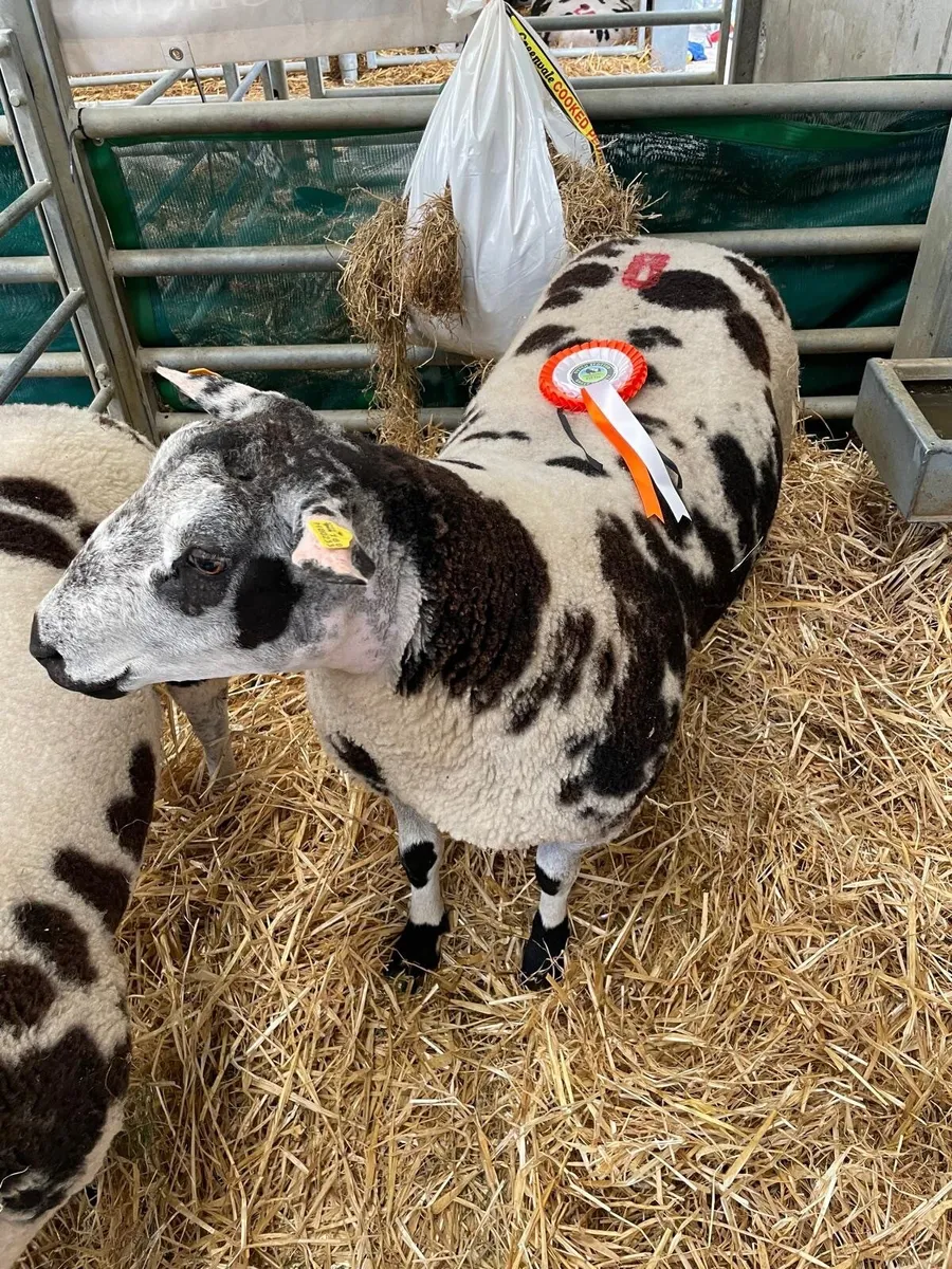 Dutch Spotted Sheep - Image 1