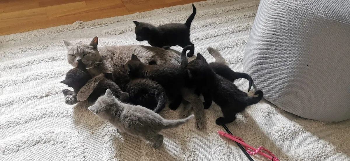 British Shorthair Kittens Cross - Image 2