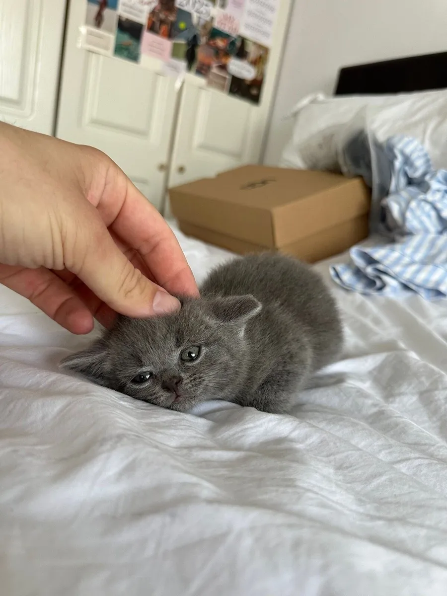 British Shorthair Kittens Cross - Image 4