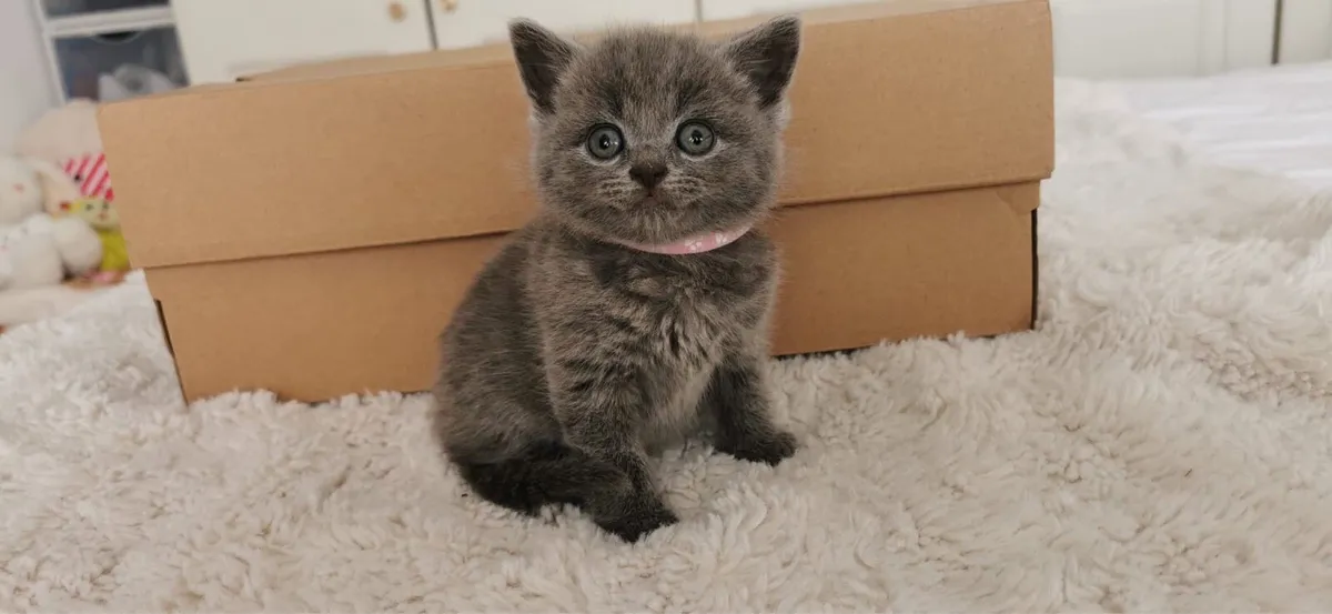 British Shorthair Kittens Cross - Image 1