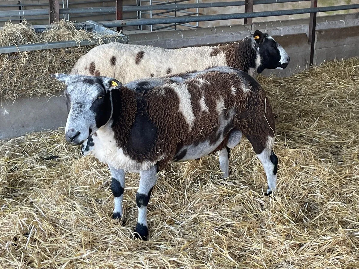 Dutch Spotted Sheep - Image 4