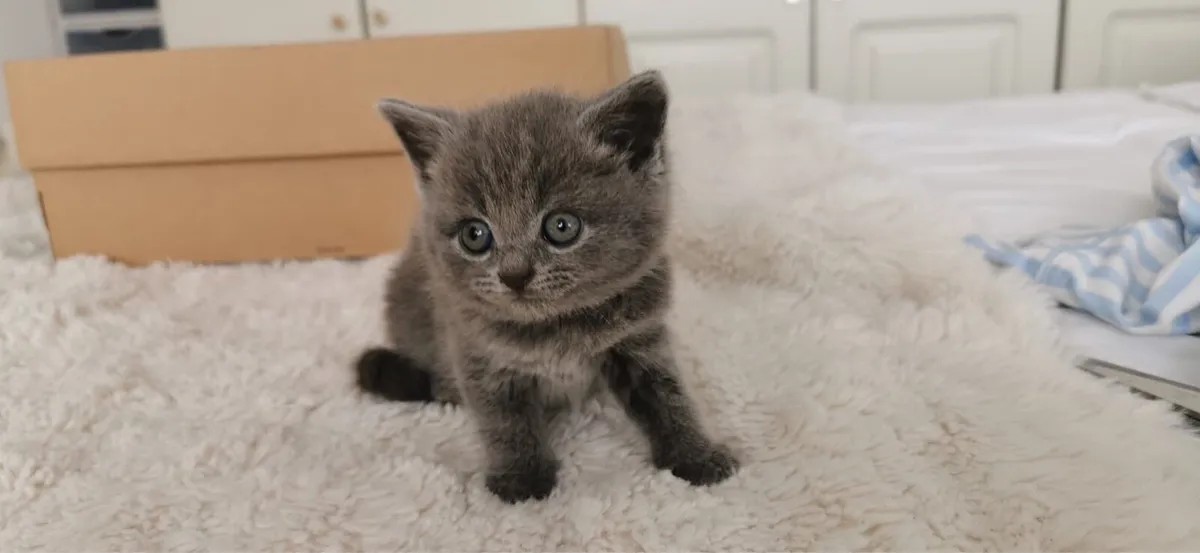 British Shorthair Kittens Cross - Image 3
