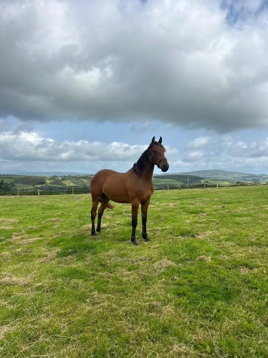 Half bred yearling for sale - Image 1