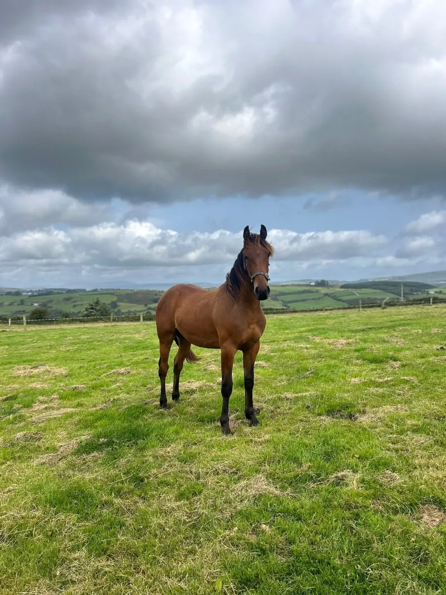 Half bred yearling for sale - Image 2