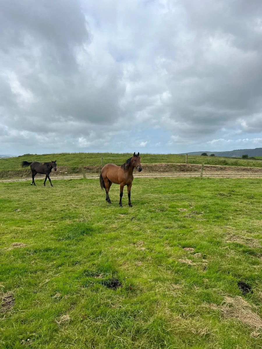 Half bred yearling for sale - Image 3