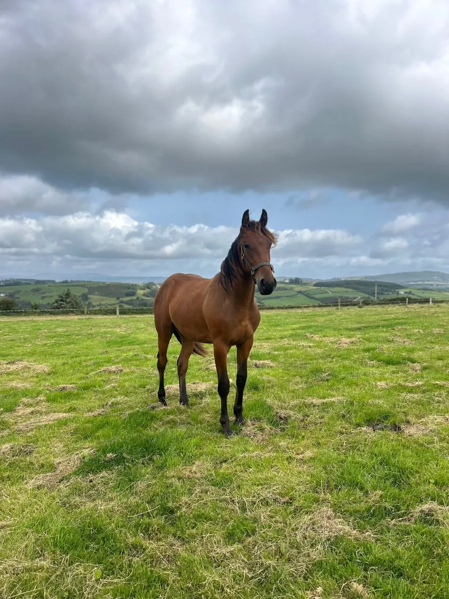 Half bred yearling for sale - Image 4