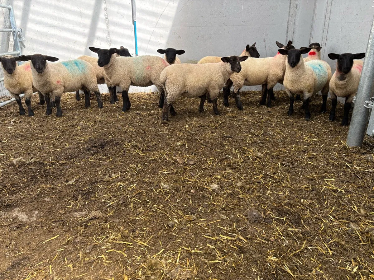 Suffolk & Suffolk X Ewe Lambs - Image 1