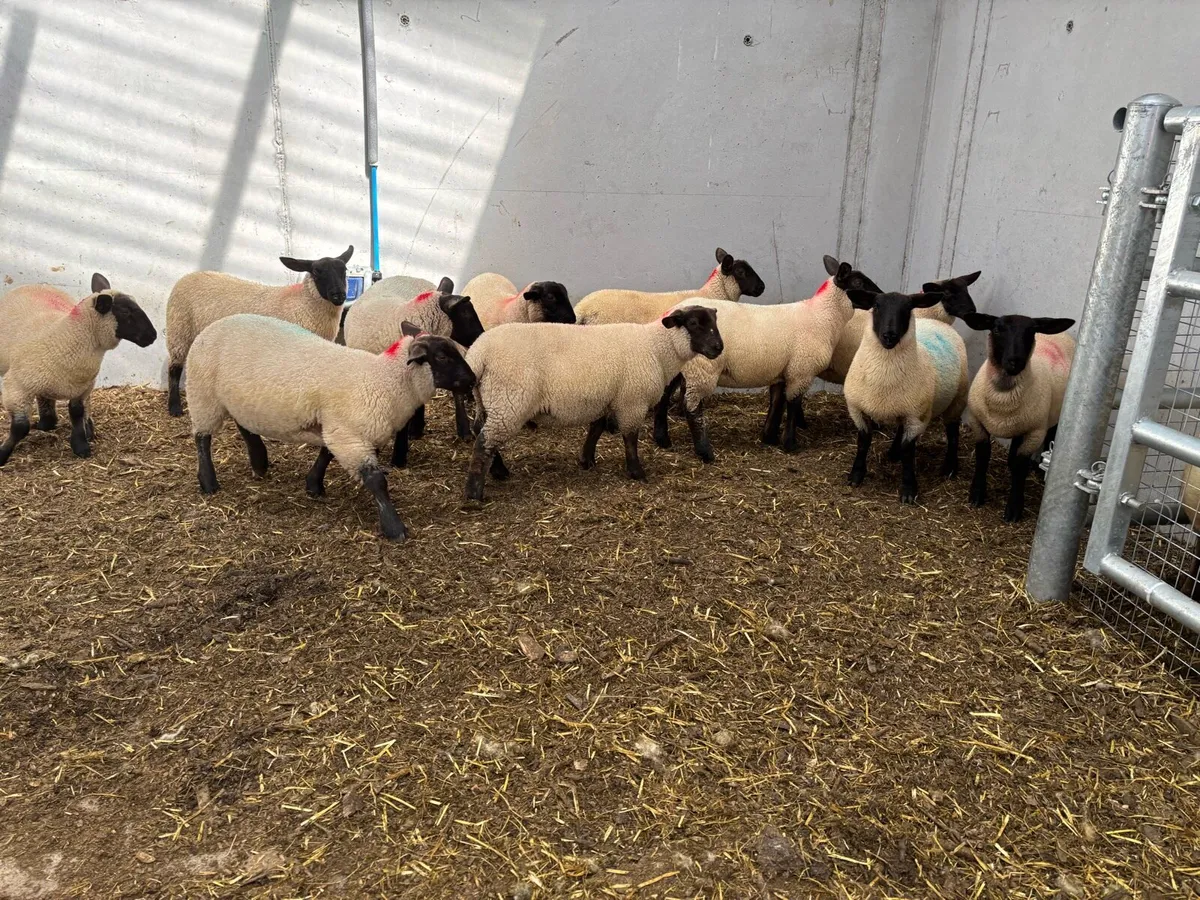 Suffolk & Suffolk X Ewe Lambs - Image 2