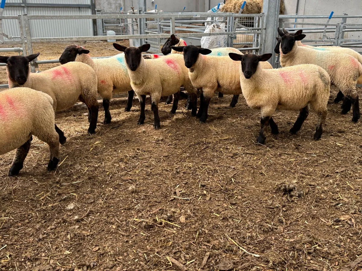 Suffolk & Suffolk X Ewe Lambs - Image 3