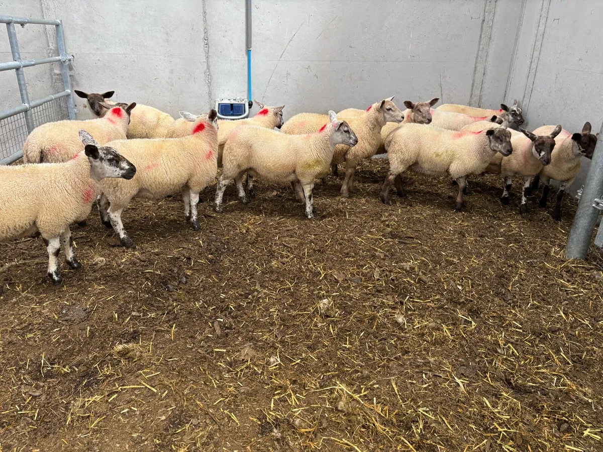 Suffolk & Suffolk X Ewe Lambs - Image 4