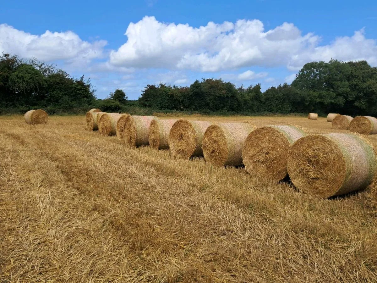 Oaten Straw