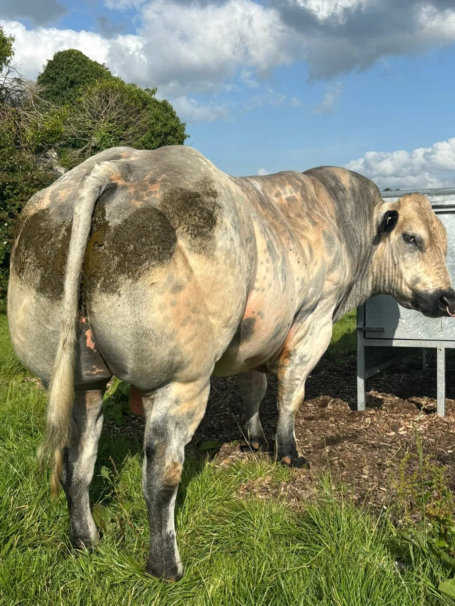 BELGIAN BLUE BULL - Image 1