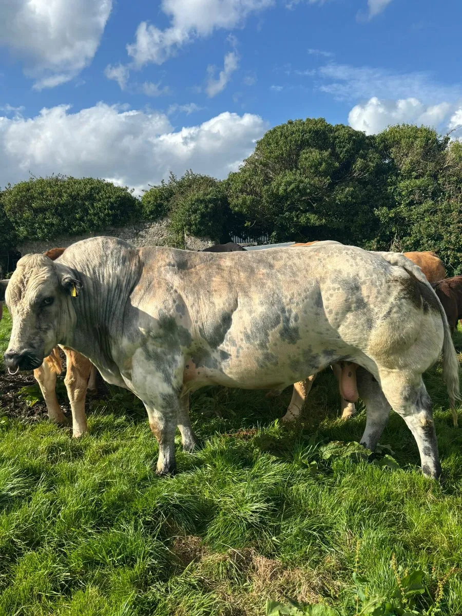 BELGIAN BLUE BULL - Image 2