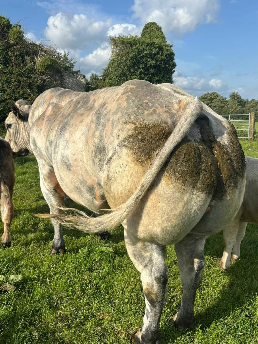 BELGIAN BLUE BULL - Image 4